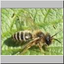 Andrena flavipes - Sandbiene m03.jpg